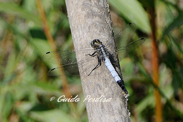 Aiuto ID Orthetrum albistylum maschio ? - S